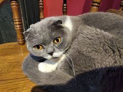 -猫色咖啡·猫咖