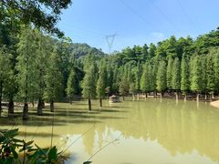 -广州市帽峰山景区