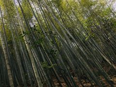 -祁门牯牛降观音堂风景区