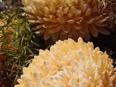 -炳胜公馆(珠江新城店)