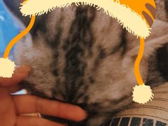 -Let's go狗咖·猫咖·奶狗·桌游(春熙路IFS店)