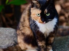 -广州市白云山风景名胜区