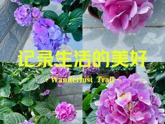 -金科花卉市场