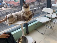 -怪兽屋·羊驼·猫咖·狗咖(俊华广场店)