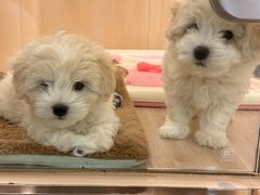 -momokira米努特·德文卷毛猫·棉花面纱犬