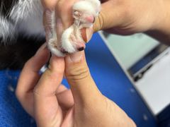 -博特宠物医院24h犬猫全科.骨科·异宠