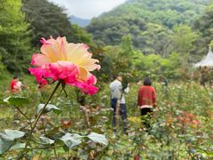 -广州市石门国家森林公园