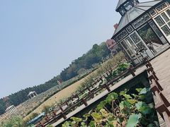 -大塘金香草谷