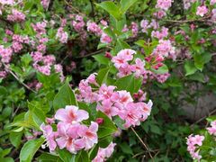 -国家植物园南园