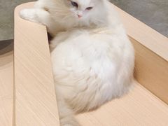-瞄一喵猫咖(格力海岸店)