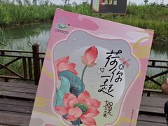 -泗洪洪泽湖湿地景区