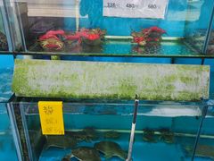 -崖口红树林海鲜餐厅