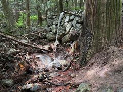 -天目山大树王景区