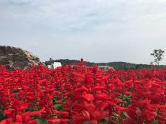-大塘金香草谷