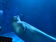 -多彩贵州城极地海洋世界