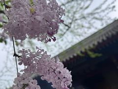 -红螺寺