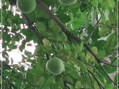 -云溪植物园