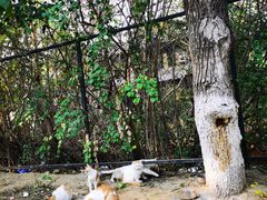 -北京大学燕东园