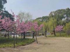 -新江湾城公园