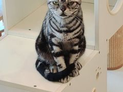 -有喵·猫咖·狗咖·30几只猫10只小狗(岗厦店)