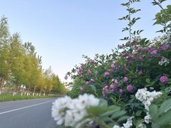 -泗洪洪泽湖湿地景区