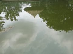 -广东茂名森林公园