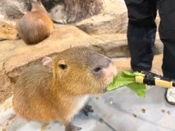 -Zoolung Zoolung动物主题公园(海信广场店)