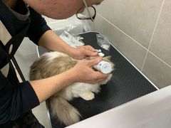 -叮叮猫咪生活馆