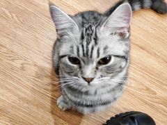 -这儿没有猫·猫咖萌宠馆·撸猫