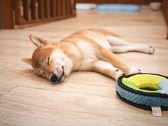 -豆柴町-柴犬主题狗咖(红鼎国际C座店)