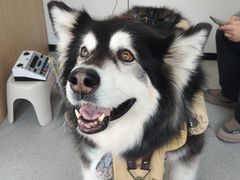 -西安京西宠物医院·瘫痪·疑难杂症