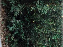-亚龙湾热带天堂森林公园