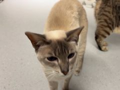 -Cappucimeow猫咪咖啡馆(韦伯时代店)