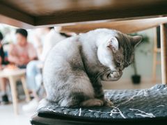 -平行世界·猫咖(首经贸店)