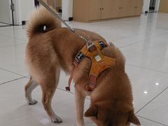 -美联众合动物医院·24h京西诊疗中心