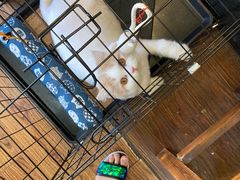 -志龙皇冠吃货椰子铺