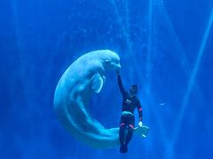 -芜湖新华联大白鲸海洋公园