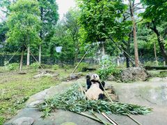 -都江堰中华大熊猫苑