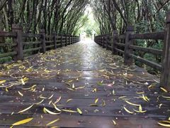 -吴淞炮台湾湿地森林公园烧烤区