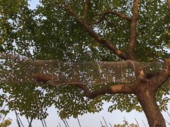 -苏州太湖西山岛开心农场