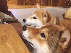 -柴务处·柴犬主题狗咖