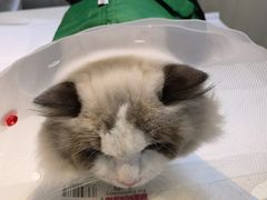 -宠爱国际动物医院· 猫科· 外科·中兽医(长白店)