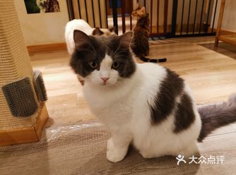 人见人爱的蓝白英国短毛猫