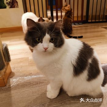 人见人爱的蓝白英国短毛猫