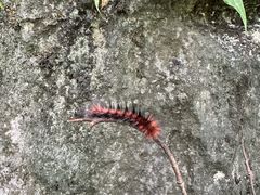 -千岛湖石林