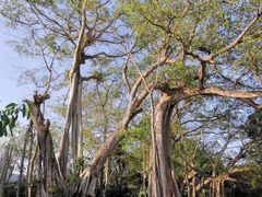 -瑞丽独树成林风景区