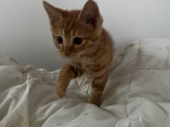 -天宠宠物医院24小时·急重症诊疗中心·全科·腔镜特色(和平分院)