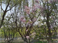 -桃花堤公园
