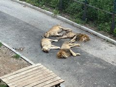 -大连森林动物园