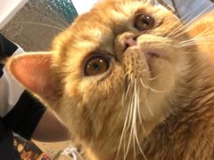 -飞行喵MR PILOT|猫舍·猫咖(静安大融城店)